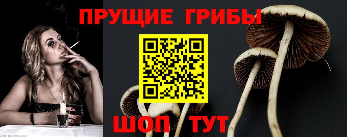 Галлюциногенные грибы прущие грибы Дмитров